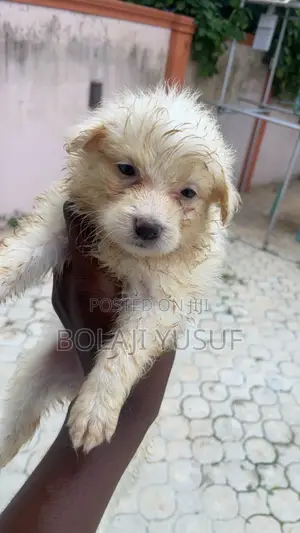 1-3 months Female Purebred American Eskimo