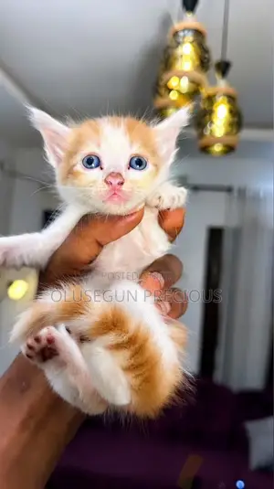 1-3 months Male Purebred Turkish Angora