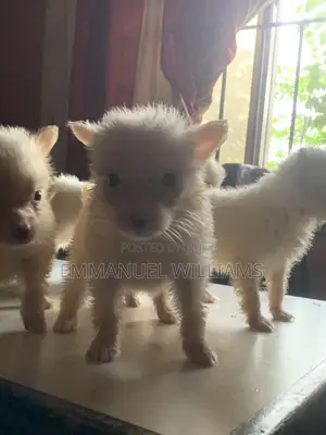 1-3 months Male Purebred American Eskimo