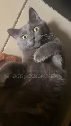 6-12 months Male Purebred Nebelung