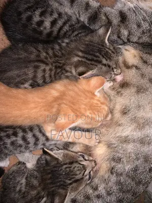 1-3 months Female Purebred Tabby