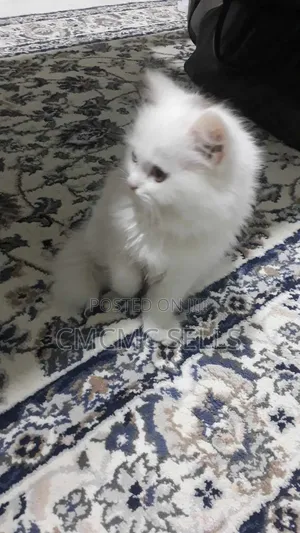 1-3 months Female Purebred Persian