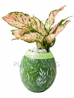 Flower Pot With Glow in the Dark and Aglonema Pink for Sale