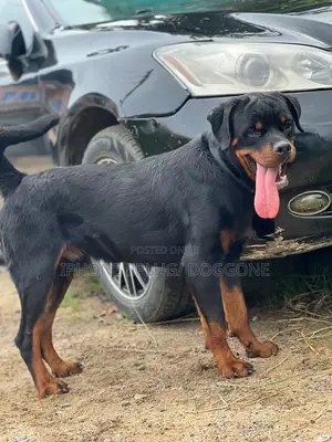 1+ year Male Purebred Rottweiler