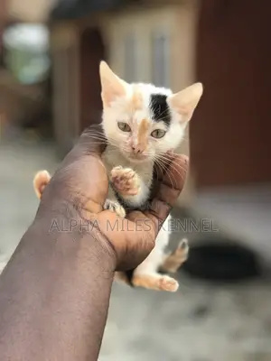 1-3 months Female Purebred Exotic
