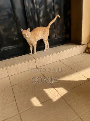 6-12 months Female Mixed Breed Tabby