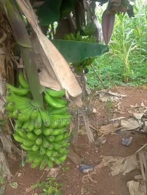 Fresh Banana From Farm