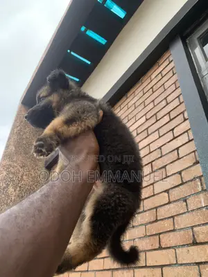 1-3 months Male Purebred German Shepherd