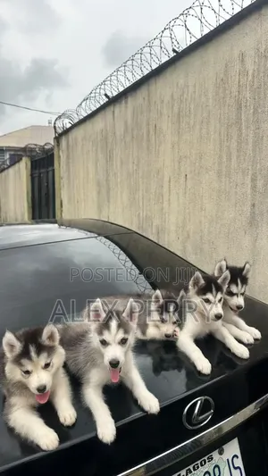 1-3 months Female Purebred Siberian Husky