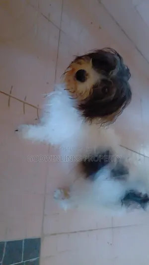 1+ year Female Purebred Lhasa Apso