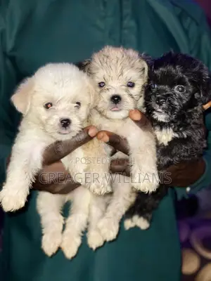 3-6 months Male Purebred Lhasa Apso