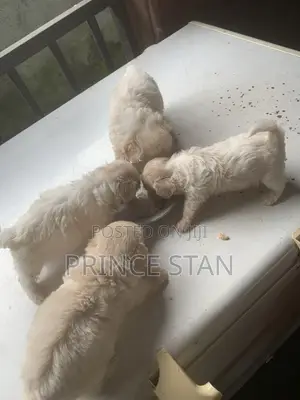 1-3 months Male Purebred Lhasa Apso