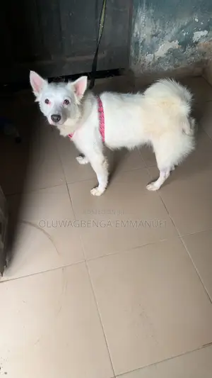 6-12 months Female Purebred American Eskimo