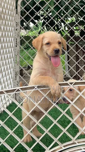 1-3 months Female Purebred Labrador Retriever