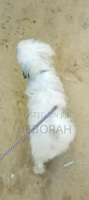 1+ year Male Mixed Breed Bichon Frise