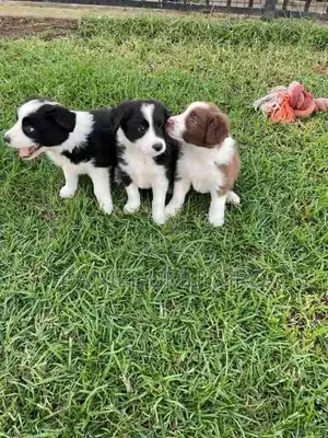 0-1 month Female Mixed Breed Collie