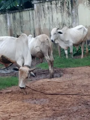 Healthy Cows for Sale at Affordable Prices