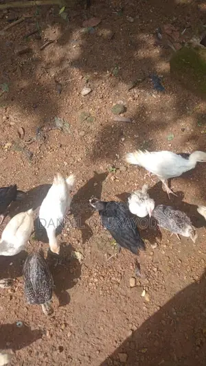 6 Weeks Turkey for Sale