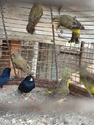 Canary Bird