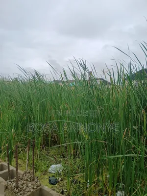 Nicely Located Full Plot of Land