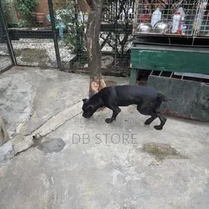1+ year Male Purebred Cane Corso