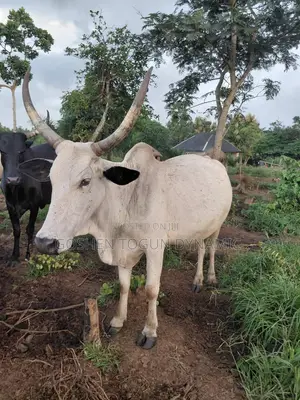 Healthy Adult Cow