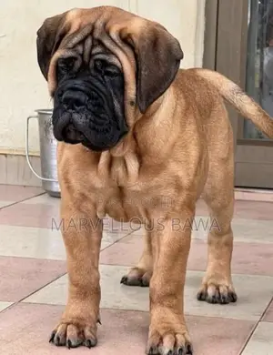 1-3 months Female Purebred Boerboel
