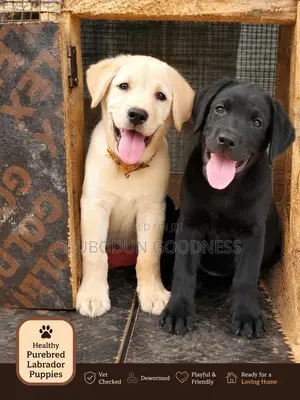 1-3 months Male Purebred Labrador Retriever