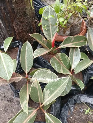 Indoor or Outdoor