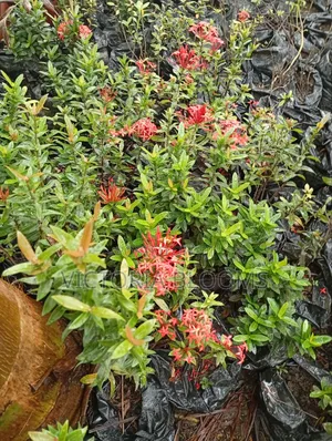 Outdoor Plants
