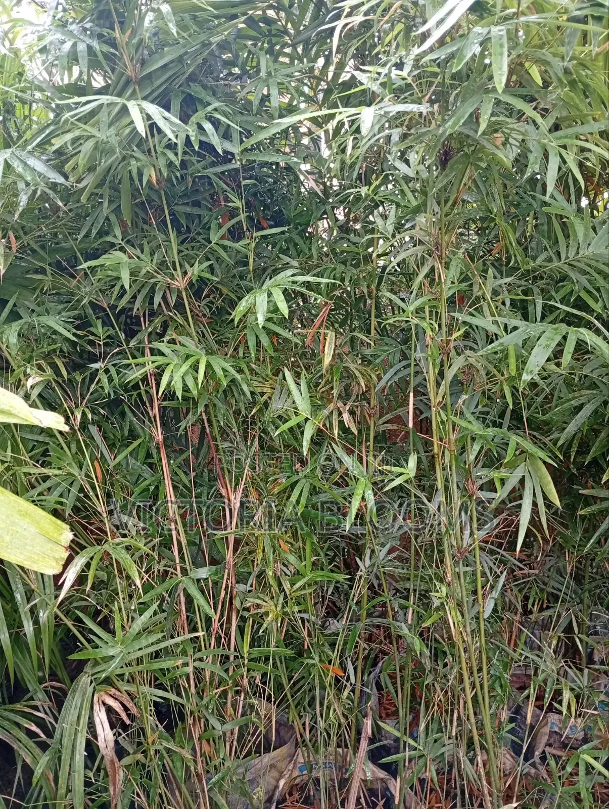 Outdoor Plants