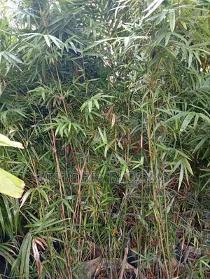 Outdoor Plants