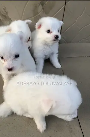 1-3 months Female Purebred American Eskimo
