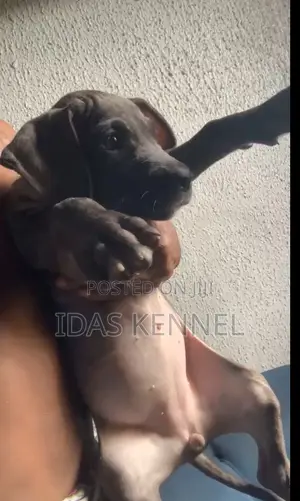 1-3 months Female Purebred Boerboel
