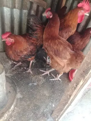 Adamu Mai Kwoi Agrovet