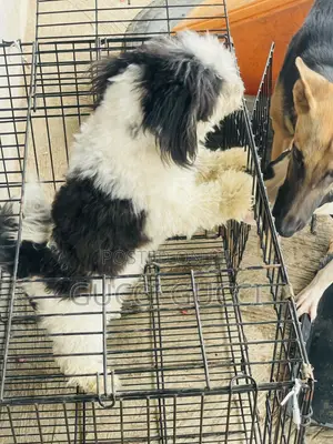 1+ year Female Purebred Lhasa Apso
