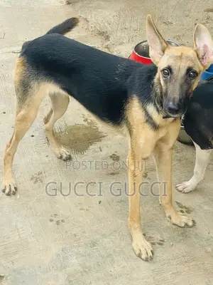 1+ year Female Purebred German Shepherd