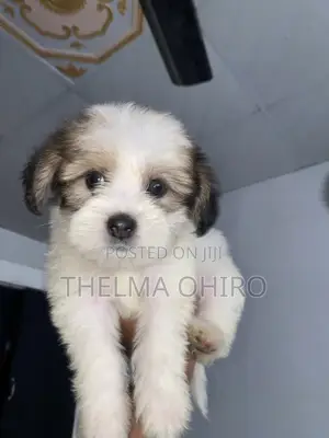 1-3 months Male Purebred Lhasa Apso