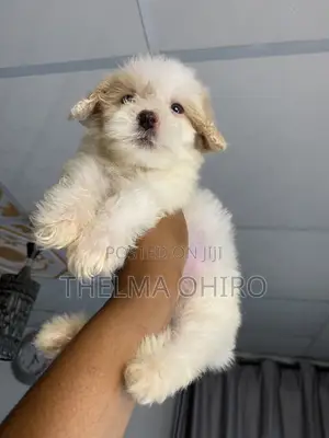 1-3 months Female Purebred Lhasa Apso