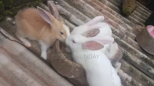5 Doe Mix Breeds Rabbits