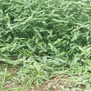 Residential Land Available at Magboro
