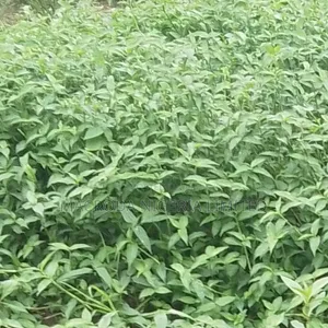 Farming Land Available at Ajebo