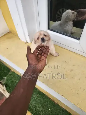 1-3 months Female Purebred Lhasa Apso