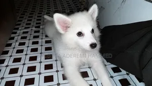3-6 months Female Purebred American Eskimo