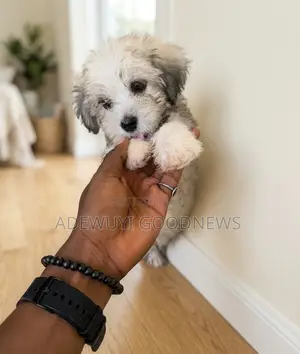 0-1 month Male Purebred Lhasa Apso