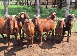 Kalahari Goat