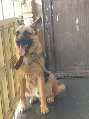 6-12 months Male Purebred German Shepherd