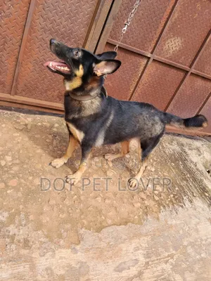 1+ year Female Purebred German Shepherd
