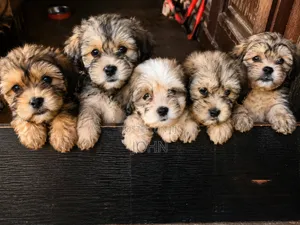 1-3 months Male Purebred Lhasa Apso