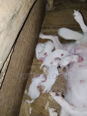 1-3 months Female Purebred American Eskimo